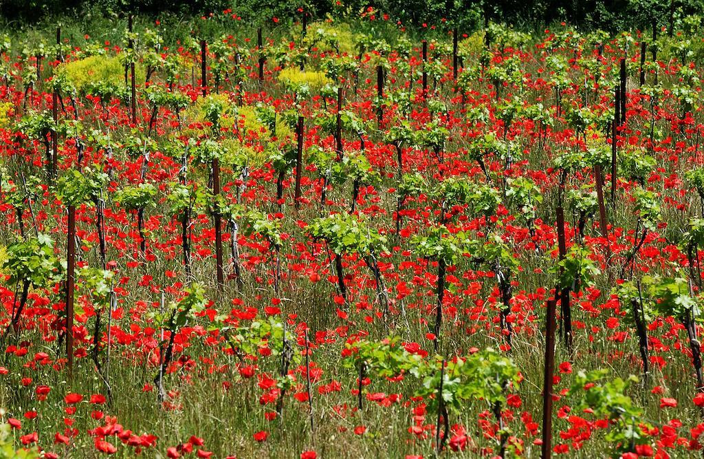 Une Campagne En Provence Bras Exteriér fotografie