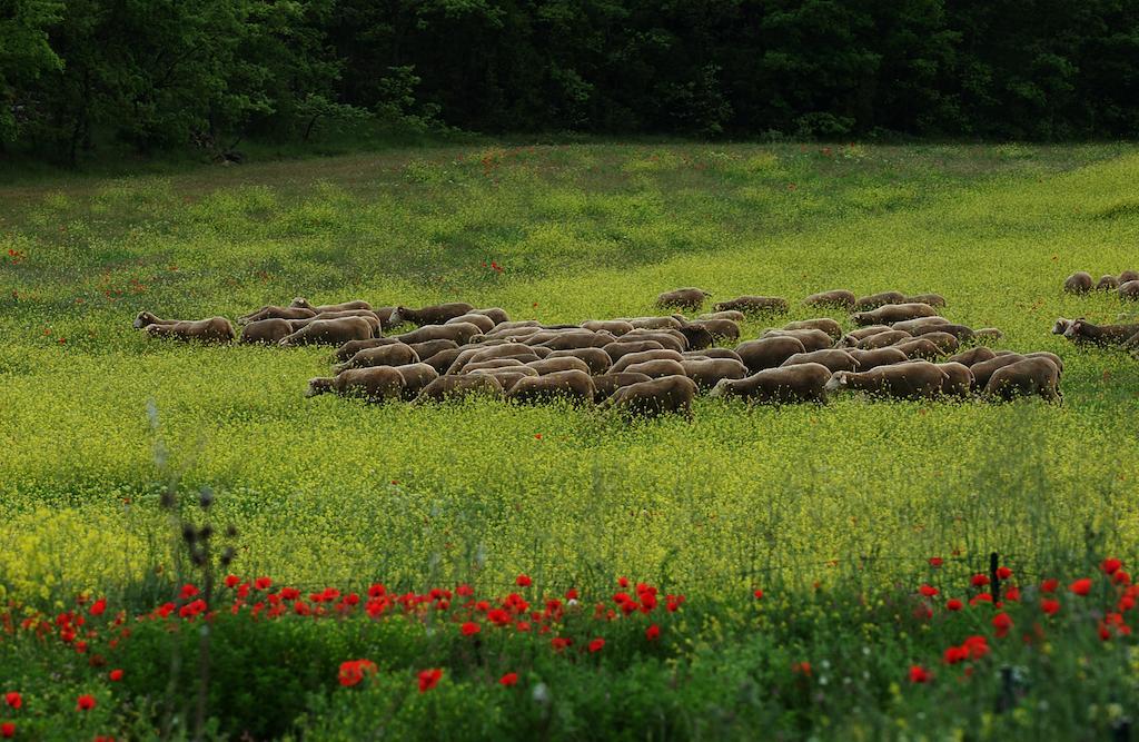 Une Campagne En Provence Bras Exteriér fotografie